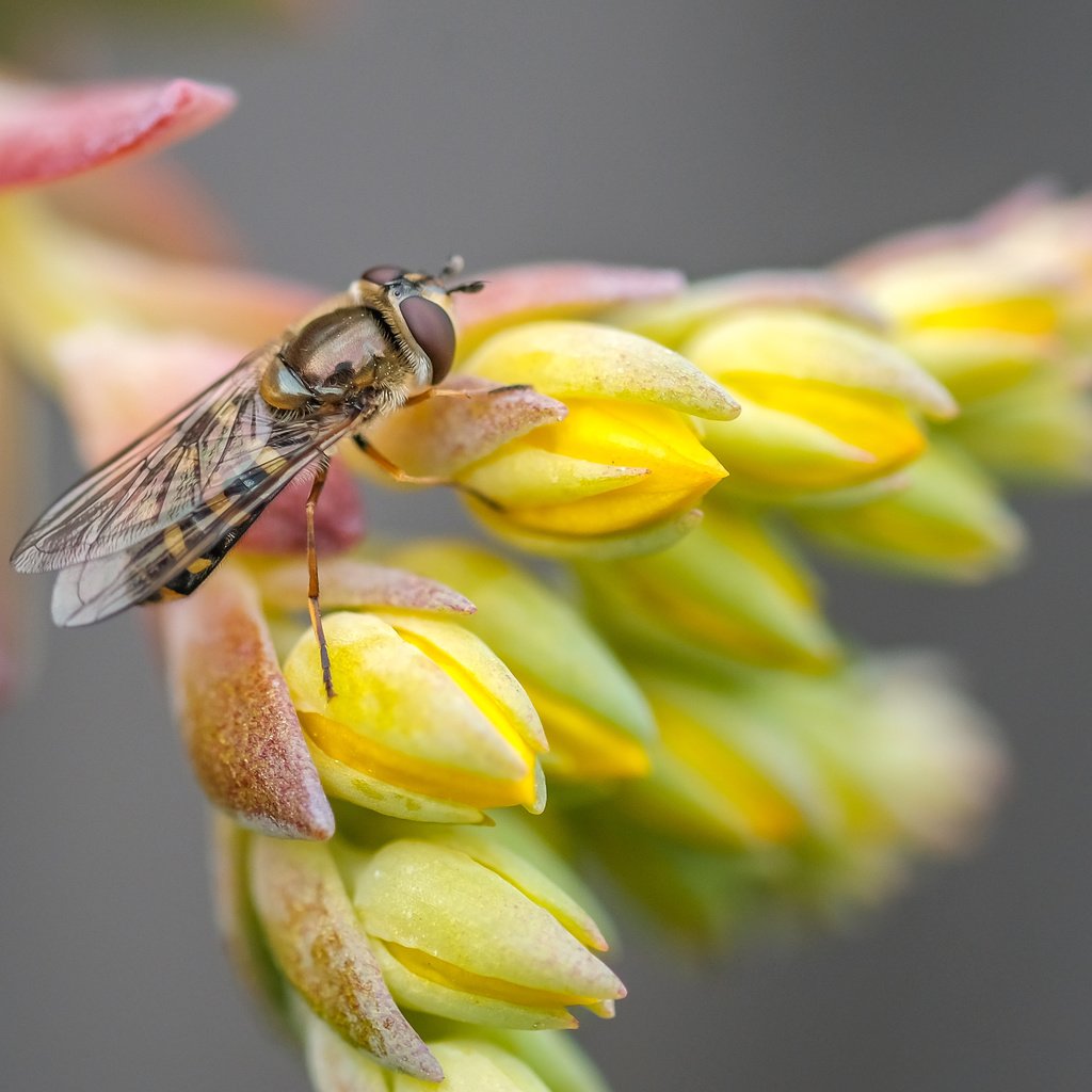 Обои макро, насекомое, цветок, муха, макро. цветок, macro, insect, flower, fly, macro. flower разрешение 4801x2784 Загрузить