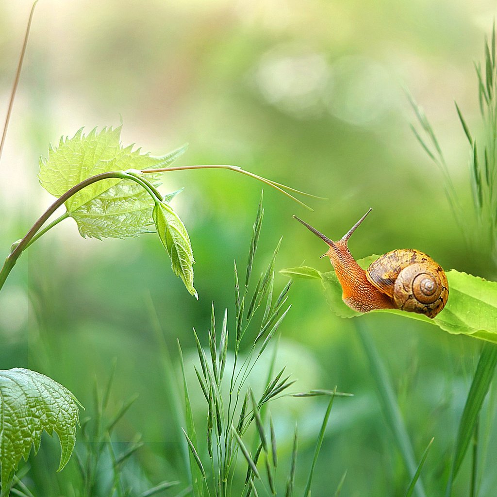 Обои трава, природа, зелень, растения, листья, стебель, улитка, боке, grass, nature, greens, plants, leaves, stem, snail, bokeh разрешение 2048x1179 Загрузить