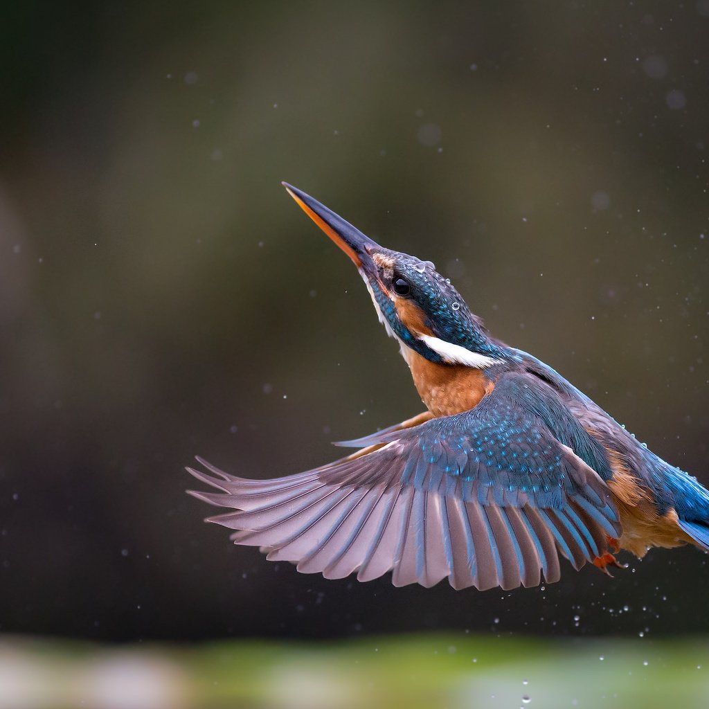 Обои полет, крылья, птица, клюв, перья, зимородок, flight, wings, bird, beak, feathers, kingfisher разрешение 2048x1366 Загрузить