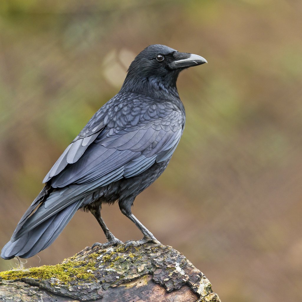 Обои птица, клюв, мох, перья, ворон, ворона, tambako the jaguar, bird, beak, moss, feathers, raven, crow разрешение 4012x2675 Загрузить