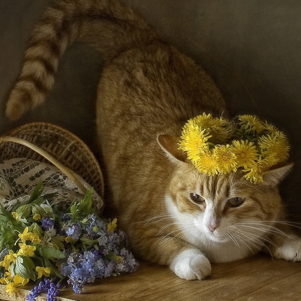 Обои кот, кошка, одуванчики, полевые цветы, венок, корзинка, cat, dandelions, wildflowers, wreath, basket разрешение 1920x1200 Загрузить