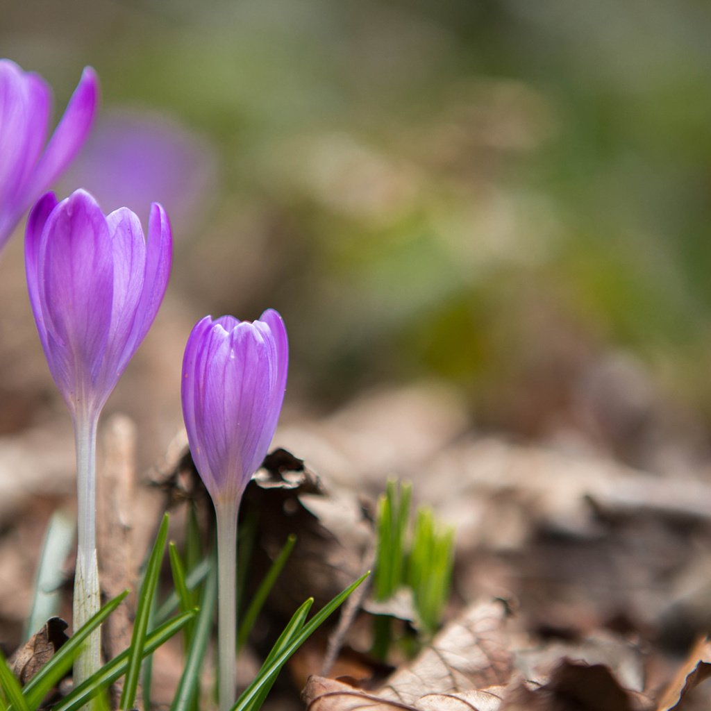 Обои цветы, весна, крокусы, сухие листья, flowers, spring, crocuses, dry leaves разрешение 1920x1200 Загрузить