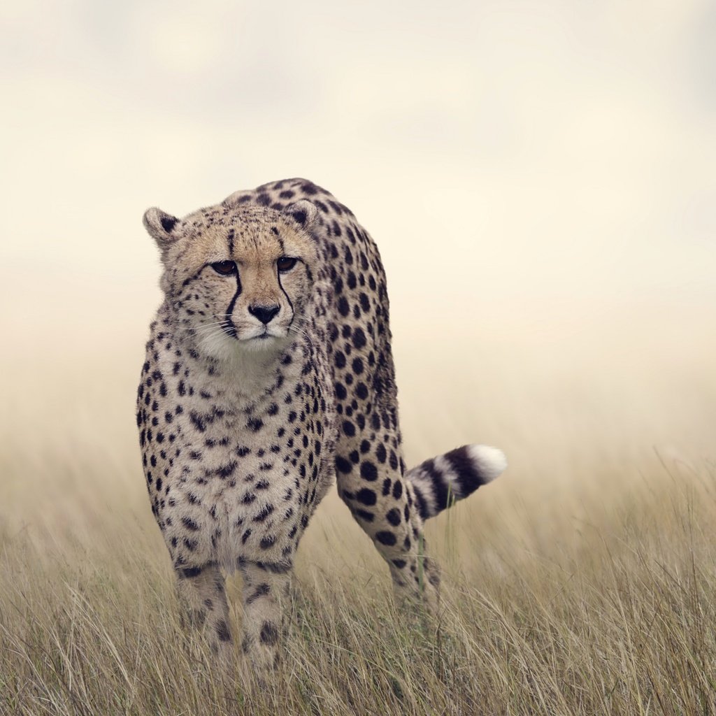 Обои трава, кошка, хищник, большая кошка, гепард, боке, grass, cat, predator, big cat, cheetah, bokeh разрешение 2880x1800 Загрузить