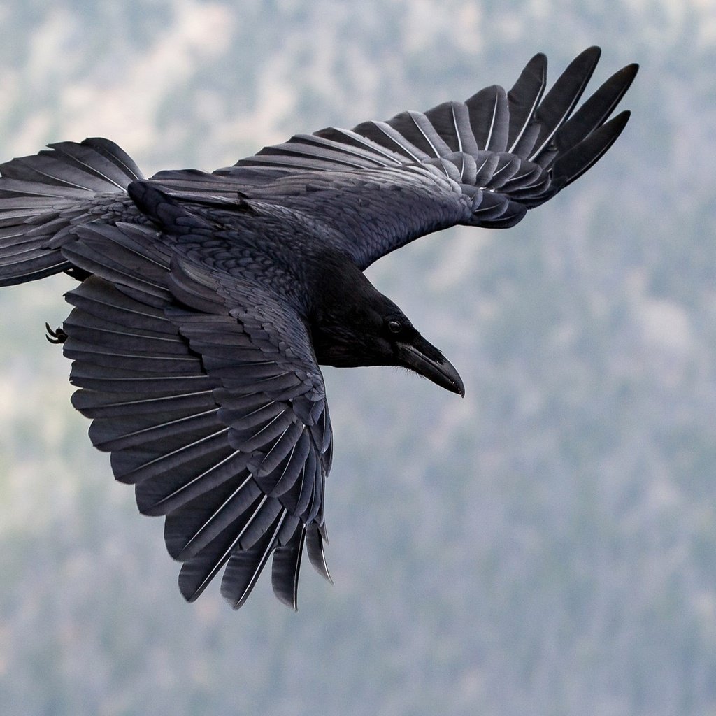 Обои полет, крылья, птица, клюв, ворон, flight, wings, bird, beak, raven разрешение 2048x1152 Загрузить