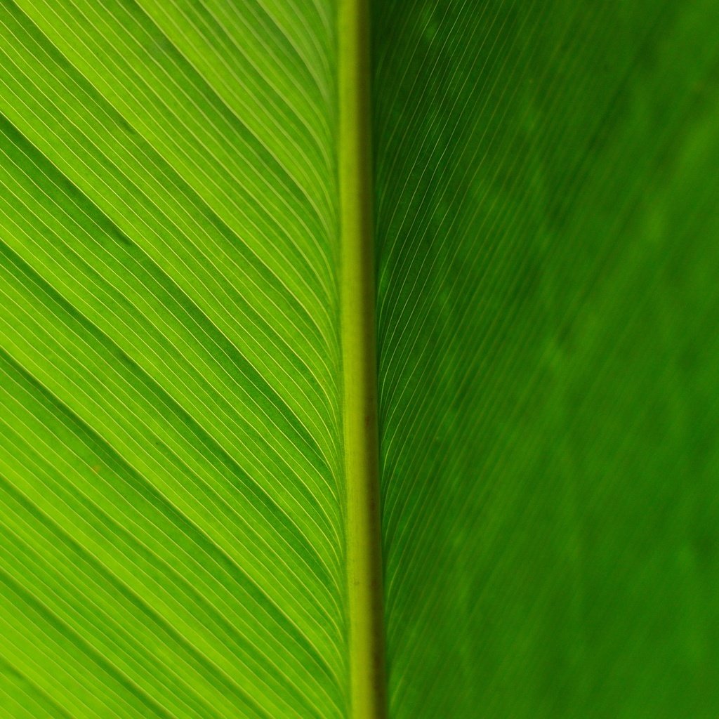 Обои текстура, цвет, лист, прожилки, зеленый лист, texture, color, sheet, veins, green leaf разрешение 1920x1276 Загрузить