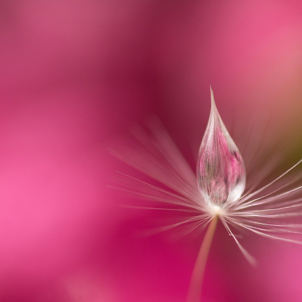 Обои вода, природа, роса, капля, розовый фон, былинка, water, nature, rosa, drop, pink background, blade of grass разрешение 6000x3760 Загрузить