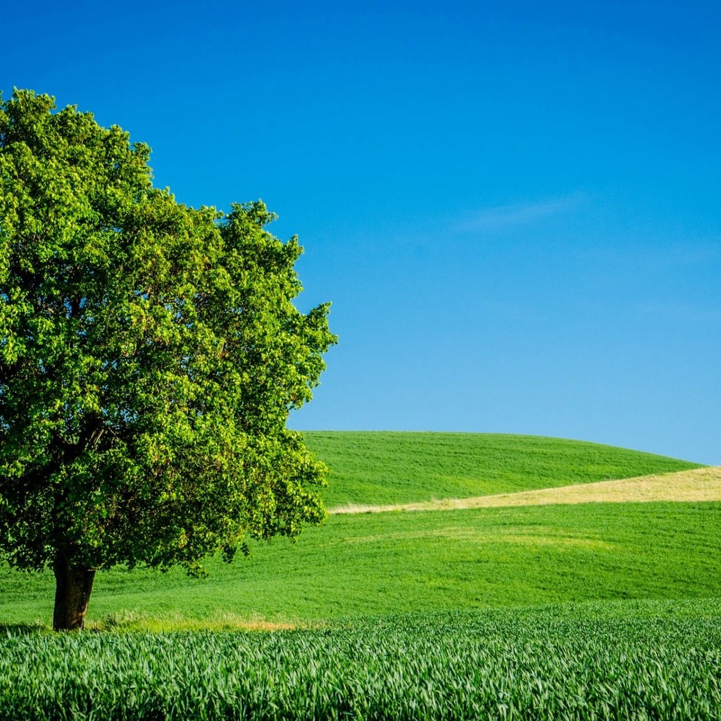 Обои небо, трава, дерево, поле, горизонт, лето, the sky, grass, tree, field, horizon, summer разрешение 1920x1200 Загрузить