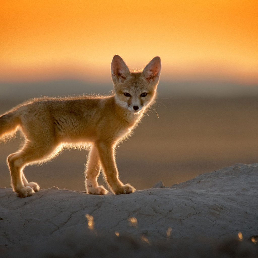 Пустынная лисица фото