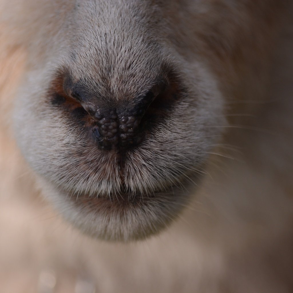 Обои шерсть, нос, овечка, крупным планом, овца, wool, nose, sheep, closeup разрешение 6000x4000 Загрузить