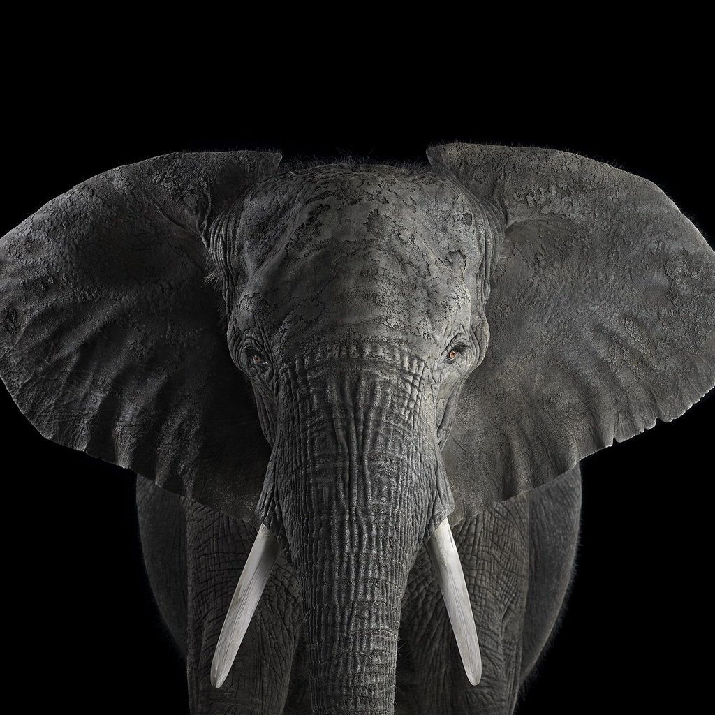 Обои слон, чёрно-белое, африканский слон, брэд уилсон, elephant, black and white, african elephant, brad wilson разрешение 2000x1364 Загрузить