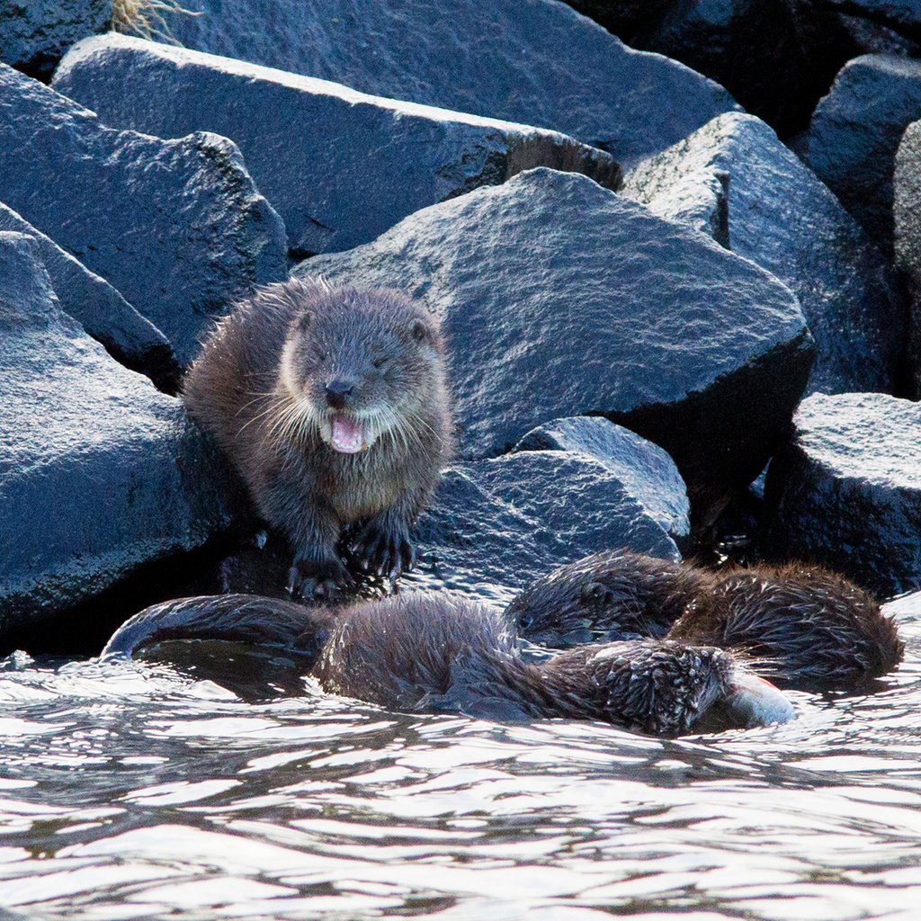 Обои вода, природа, камни, калан, морская выдра, выдра, выдры, alistair buchanan, water, nature, stones, kalan, sea otter, otter, otters разрешение 1920x1200 Загрузить