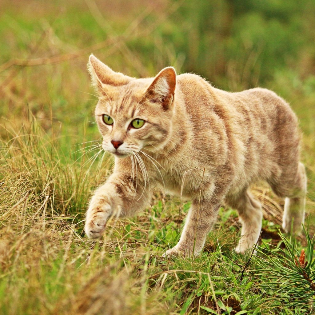 Обои трава, кот, мордочка, усы, кошка, взгляд, grass, cat, muzzle, mustache, look разрешение 5184x3456 Загрузить