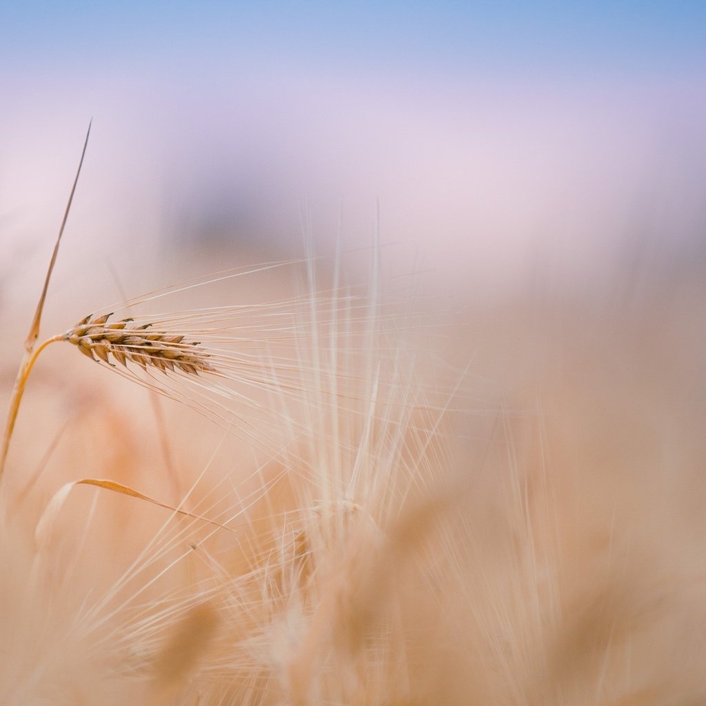 Обои небо, растения, поле, размытость, колосья, пшеница, стебли, the sky, plants, field, blur, ears, wheat, stems разрешение 2560x1600 Загрузить