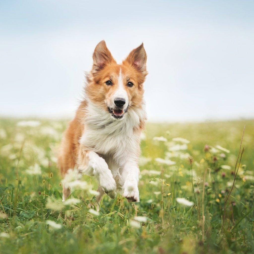 Обои цветы, трава, собака, бег, бордер-колли, flowers, grass, dog, running, the border collie разрешение 4246x2825 Загрузить