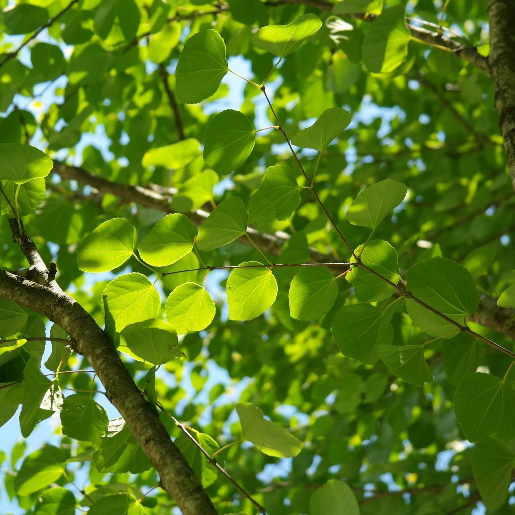 Обои небо, природа, дерево, листья, ветви, лист, зеленые листья, the sky, nature, tree, leaves, branch, sheet, green leaves разрешение 5472x3648 Загрузить