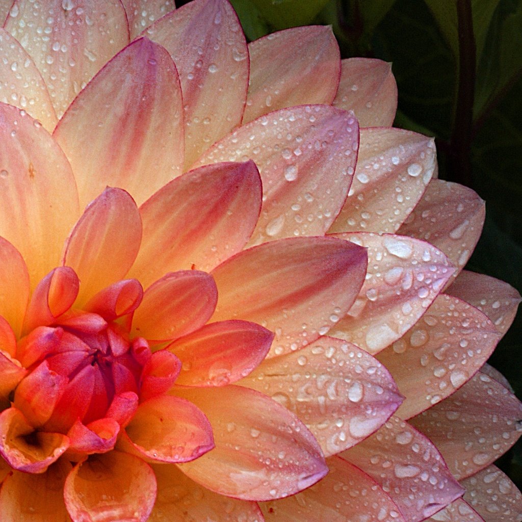 Обои цветок, капли, лепестки, георгин, flower, drops, petals, dahlia разрешение 2400x1537 Загрузить