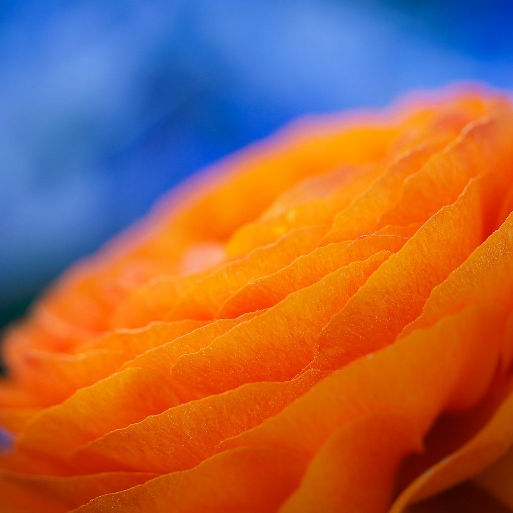 Обои макро, цветок, лепестки, ранункулюс, лютик, macro, flower, petals, ranunculus, buttercup разрешение 2048x1386 Загрузить