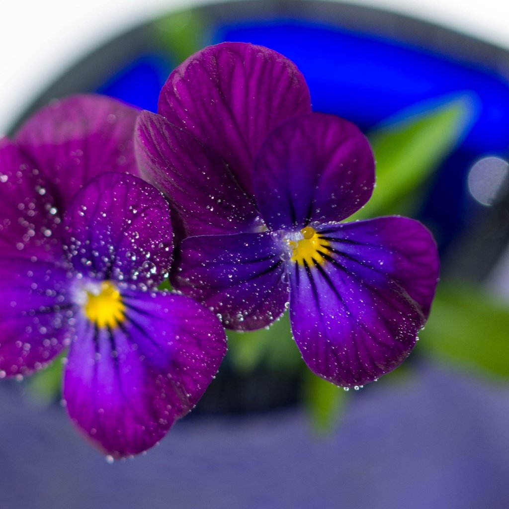 Обои цветы, макро, капли, лепестки, анютины глазки, flowers, macro, drops, petals, pansy разрешение 3809x2558 Загрузить