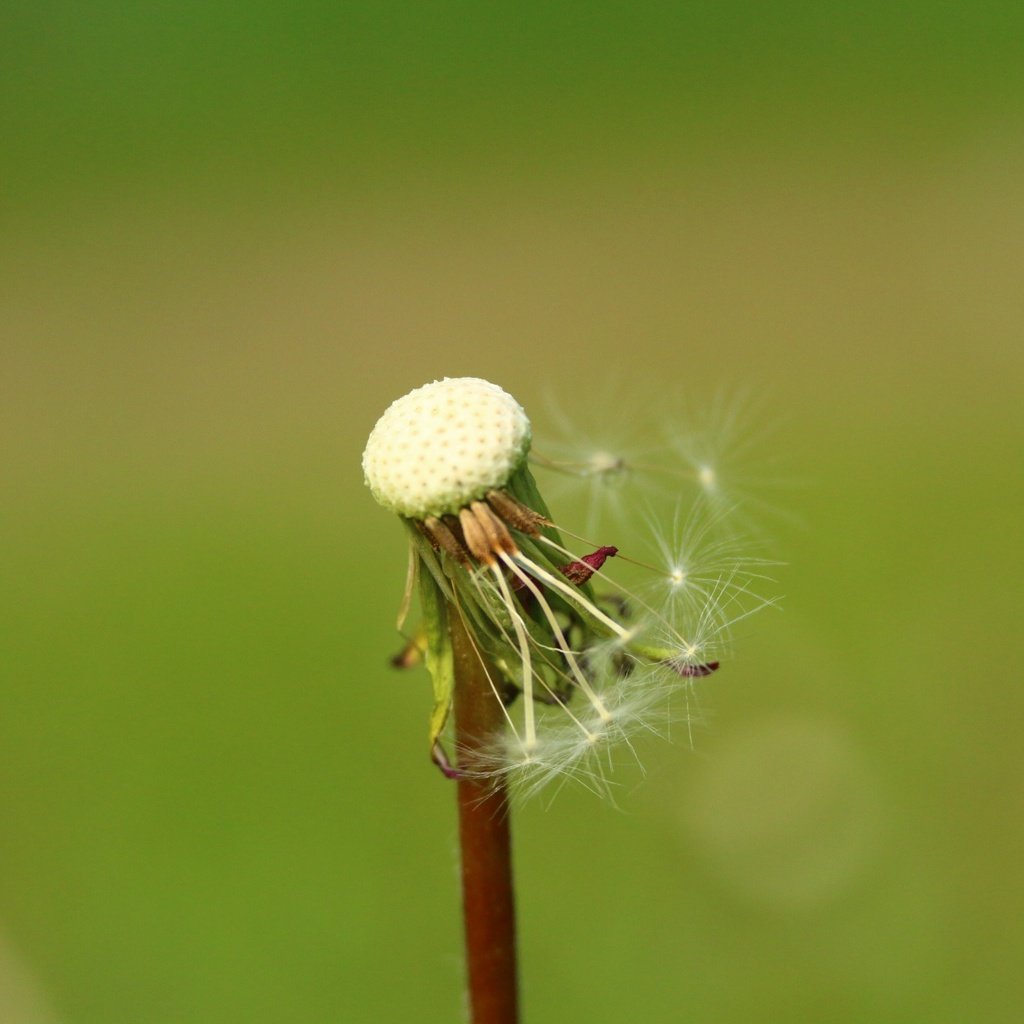 Обои фон, цветок, одуванчик, семена, пушинки, былинки, background, flower, dandelion, seeds, fuzzes, blade разрешение 1920x1280 Загрузить