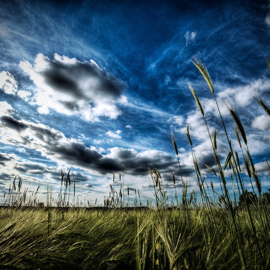 Обои небо, трава, облака, вечер, горизонт, луг, колосья, the sky, grass, clouds, the evening, horizon, meadow, ears разрешение 1920x1200 Загрузить