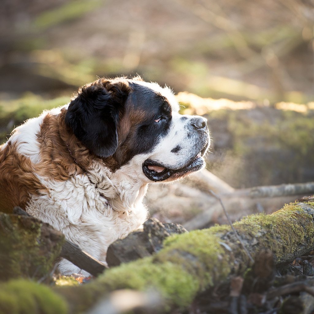 Обои природа, собака, профиль, мох, сенбернар, nature, dog, profile, moss, st. bernard разрешение 1920x1200 Загрузить