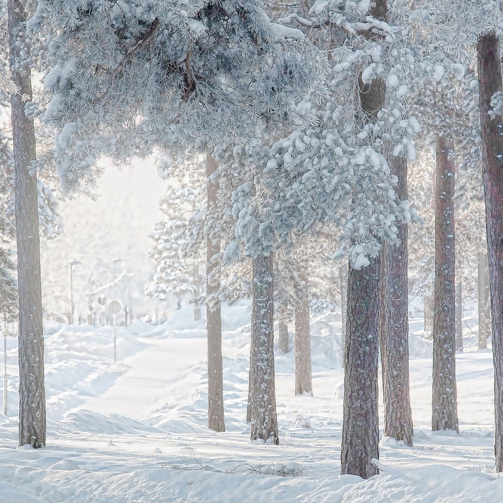 Обои деревья, снег, лес, зима, сосны, trees, snow, forest, winter, pine разрешение 2048x1364 Загрузить