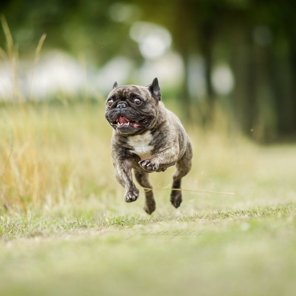 Обои фон, собака, бег, французский бульдог, background, dog, running, french bulldog разрешение 2560x1707 Загрузить