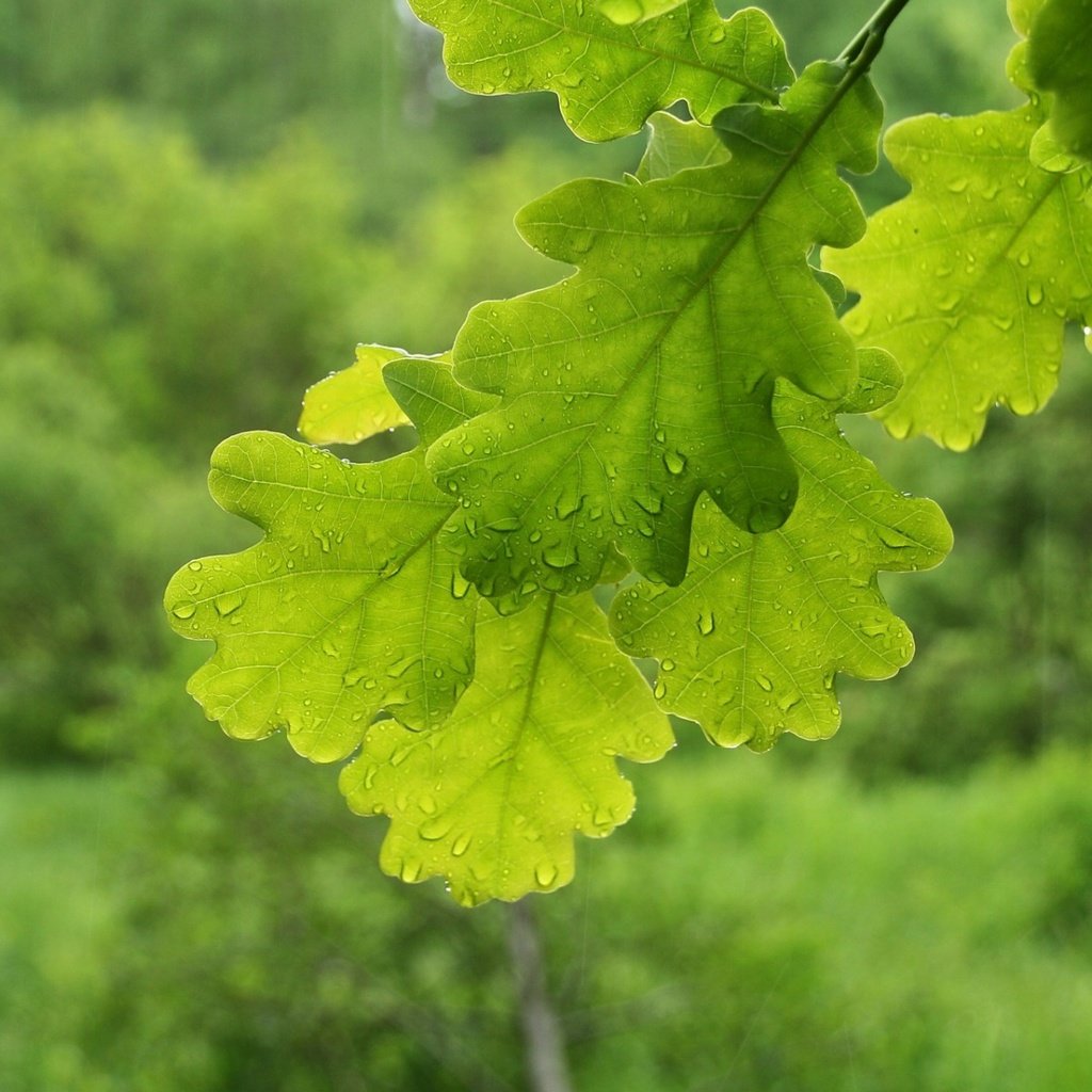 Обои природа, дубовый лист, листья, макро, ветки, капли, листва, зеленые, дуб, nature, leaves, macro, branches, drops, foliage, green, oak разрешение 1920x1200 Загрузить