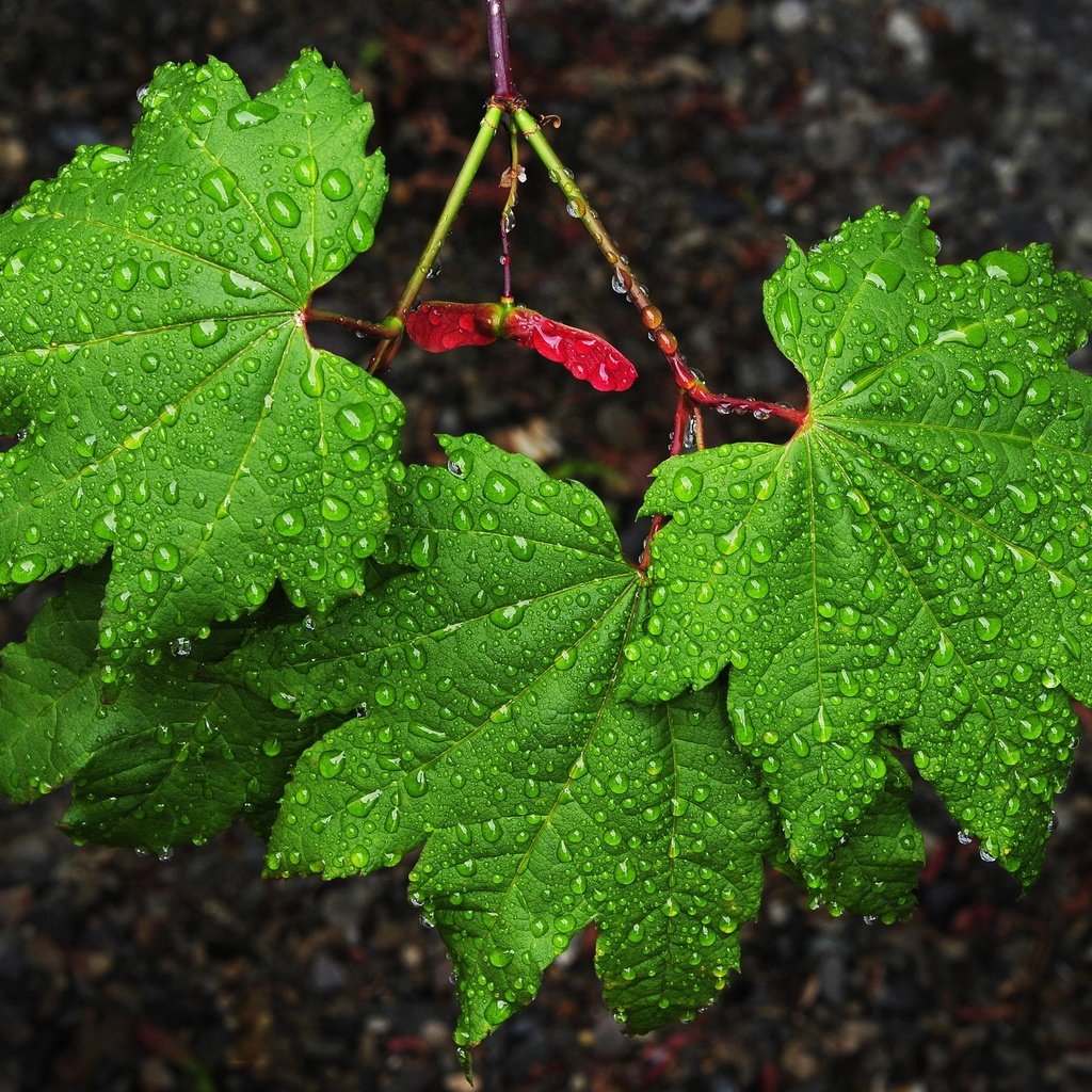 Обои природа, листья, капли, зеленые, дождь, клен, nature, leaves, drops, green, rain, maple разрешение 2560x1703 Загрузить