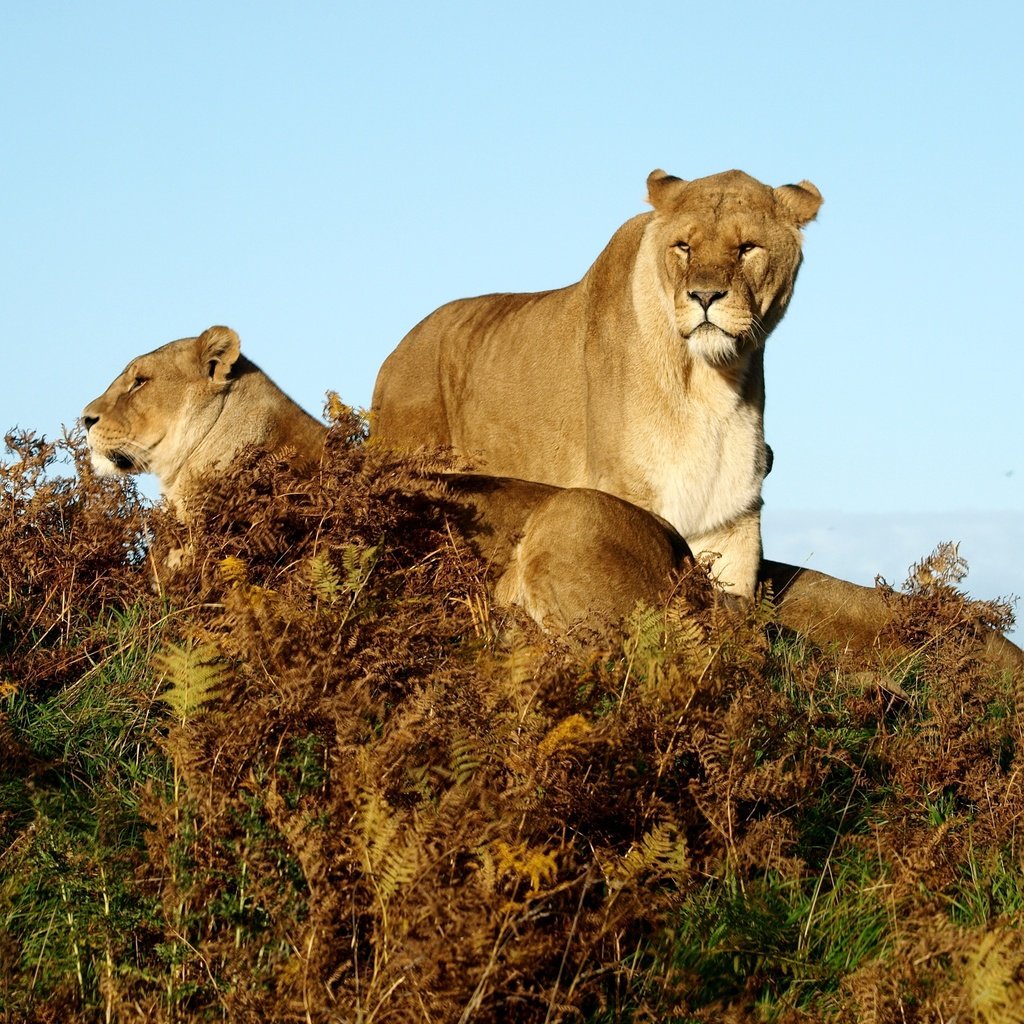 Обои трава, животные, львы, саванна, львицы, grass, animals, lions, savannah, lioness разрешение 3648x2736 Загрузить