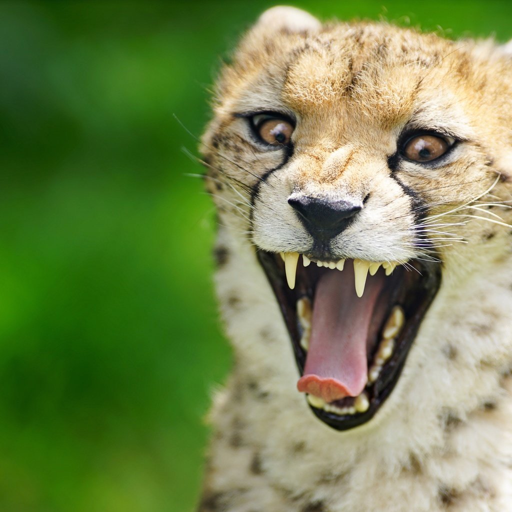 Обои морда, фон, зубы, язык, пасть, гепард, дикая кошка, face, background, teeth, language, mouth, cheetah, wild cat разрешение 4500x3004 Загрузить