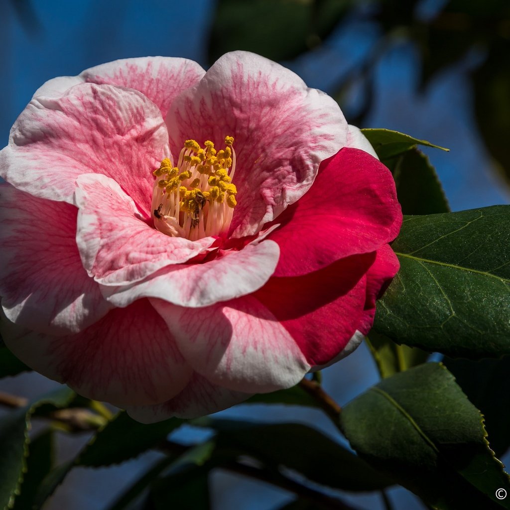 Обои листья, макро, фон, цветок, лепестки, камелия, leaves, macro, background, flower, petals, camellia разрешение 2048x1390 Загрузить