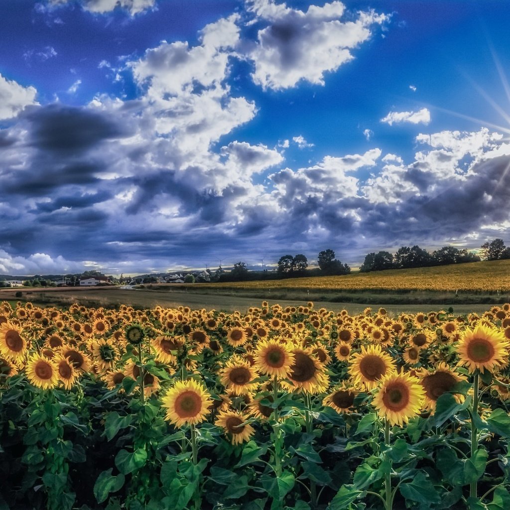 Обои небо, облака, утро, поле, лето, подсолнухи, желтые цветы, the sky, clouds, morning, field, summer, sunflowers, yellow flowers разрешение 1992x1153 Загрузить