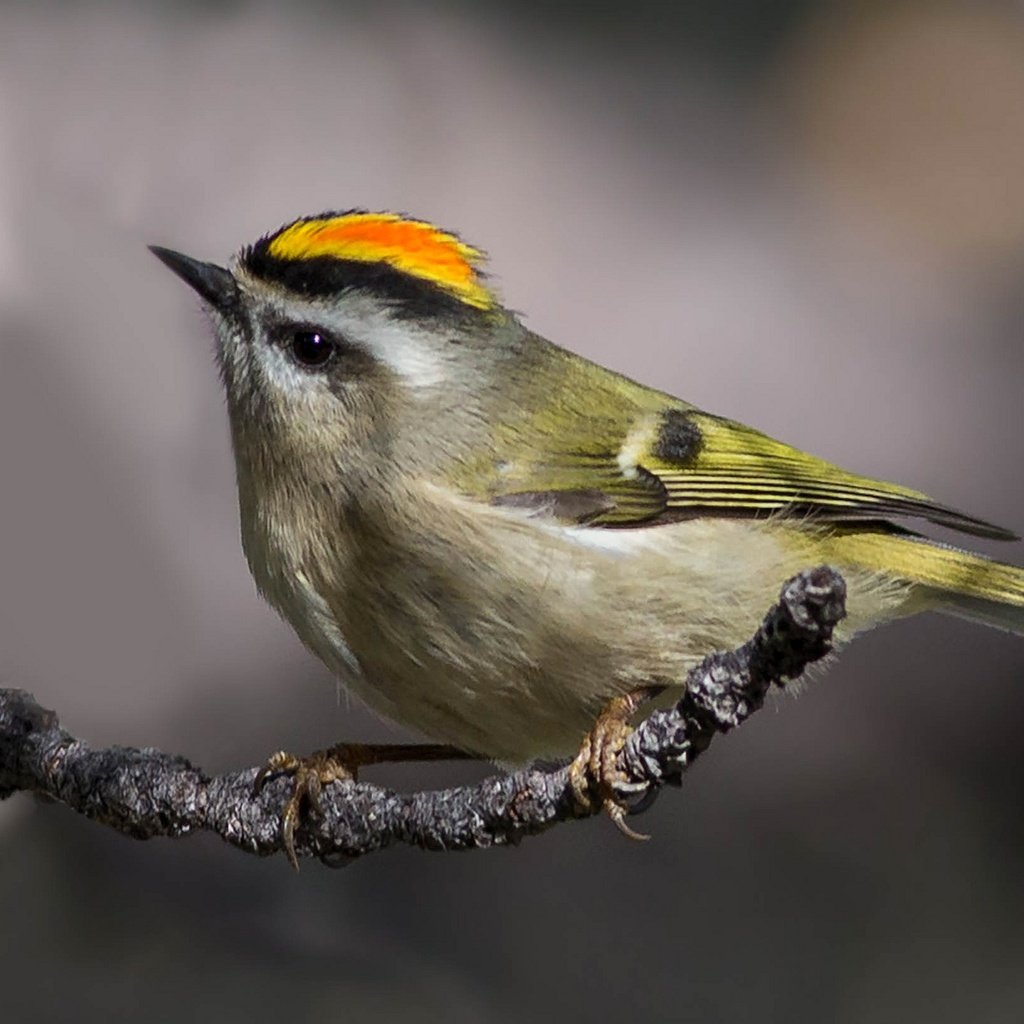 Обои ветка, птица, клюв, хвост, золотоголовый королёк, королёк, branch, bird, beak, tail, zolotogolovuyu wren, goldcrest разрешение 2048x1387 Загрузить