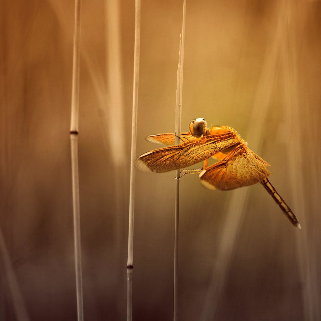 Обои трава, насекомое, крылья, размытость, стрекоза, стебли, alfian ismail, grass, insect, wings, blur, dragonfly, stems разрешение 2000x1333 Загрузить