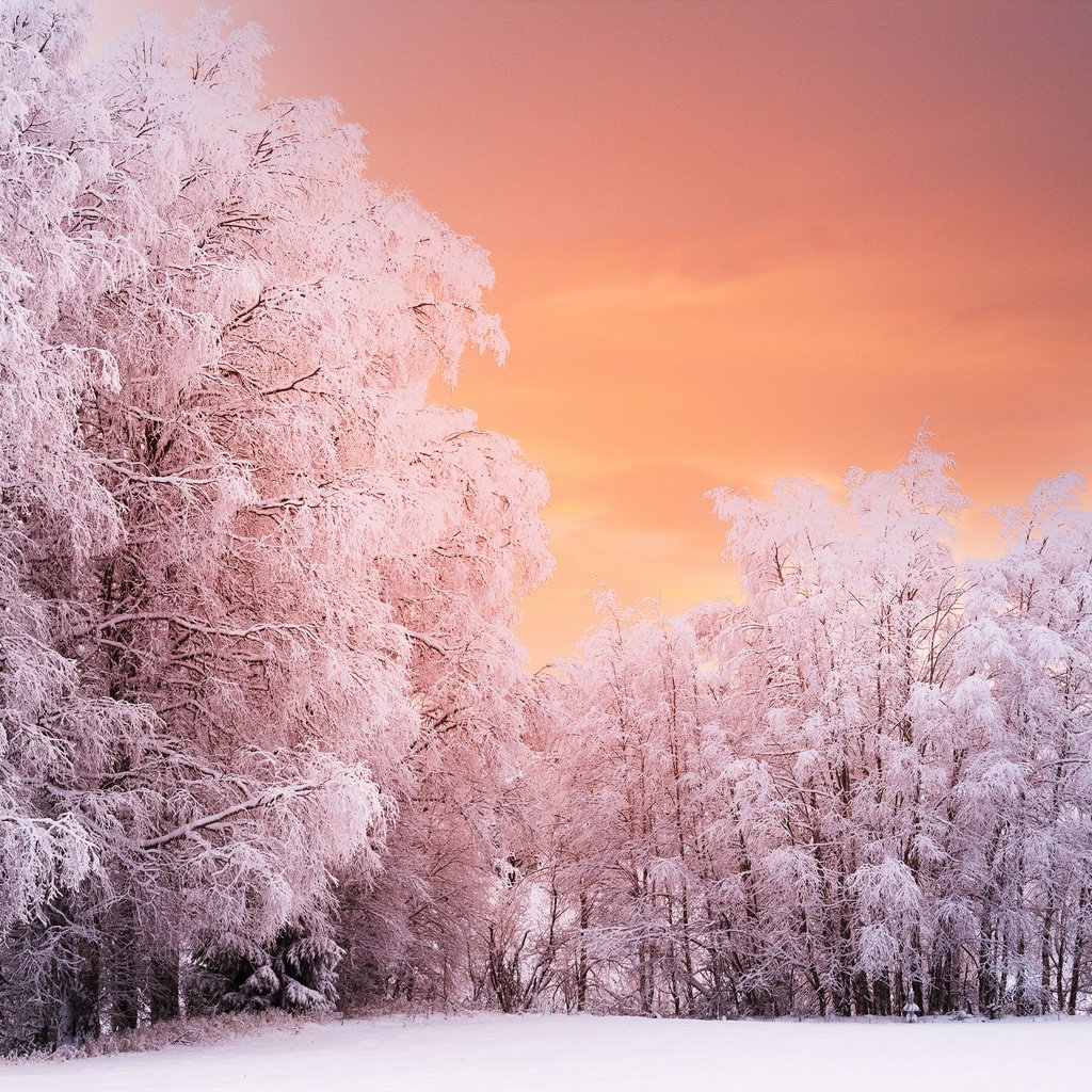 Обои деревья, лес, закат, зима, ветки, иней, норвегия, рена, trees, forest, sunset, winter, branches, frost, norway, ren разрешение 5120x3394 Загрузить