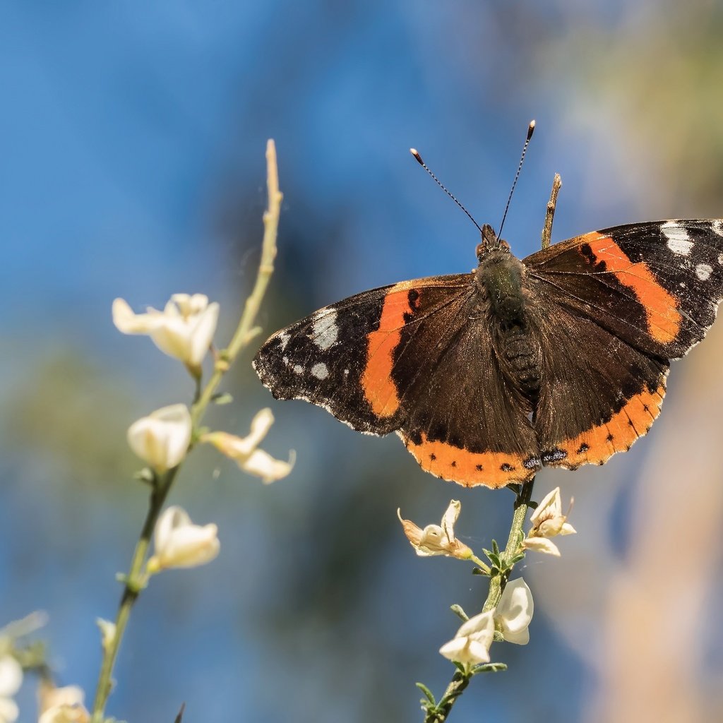 Обои цветы, насекомое, бабочка, крылья, боке, адмирал, нимфалида, flowers, insect, butterfly, wings, bokeh, admiral, nymphalid разрешение 2048x1366 Загрузить