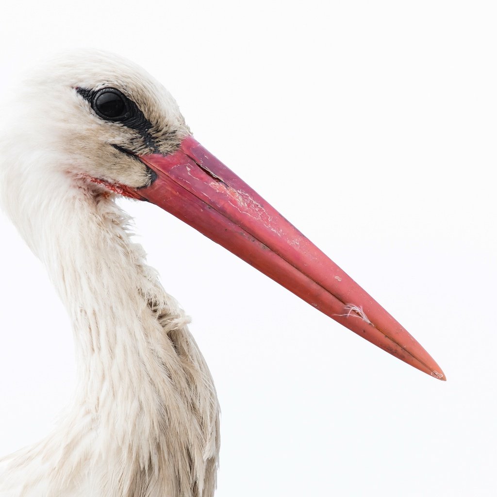 Обои фон, белый, птица, клюв, перья, белый фон, аист, background, white, bird, beak, feathers, white background, stork разрешение 2400x1490 Загрузить