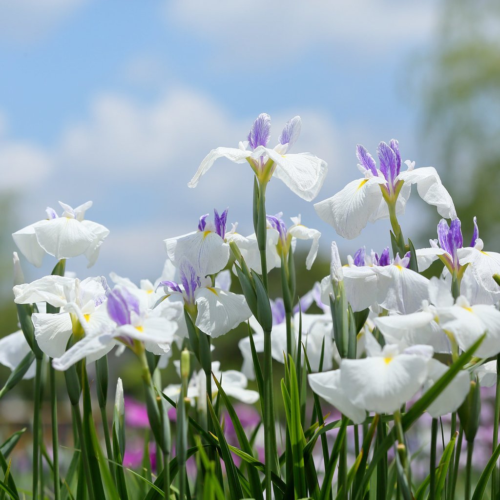 Обои цветение, белые, много, ирисы, flowering, white, a lot, irises разрешение 2048x1365 Загрузить