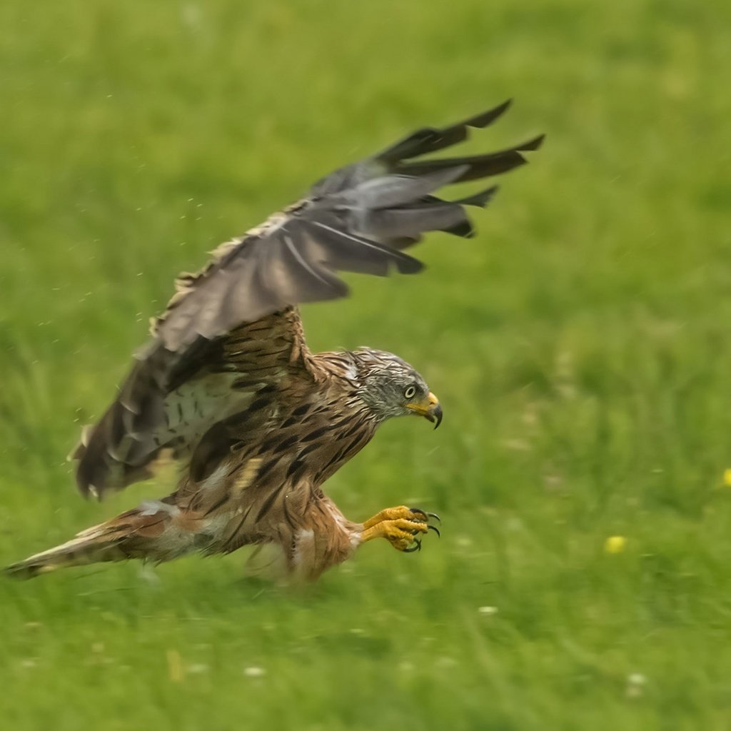 Обои крылья, хищник, птица, коршун, охота, красный коршун, wings, predator, bird, kite, hunting, red kite разрешение 2048x1330 Загрузить