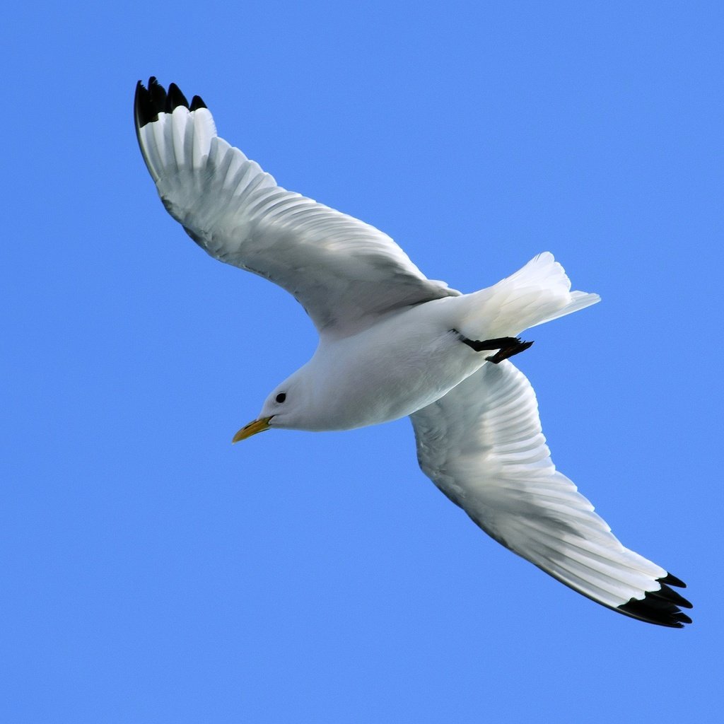 Обои небо, полет, крылья, чайка, птица, синева, the sky, flight, wings, seagull, bird, blue разрешение 3000x1987 Загрузить