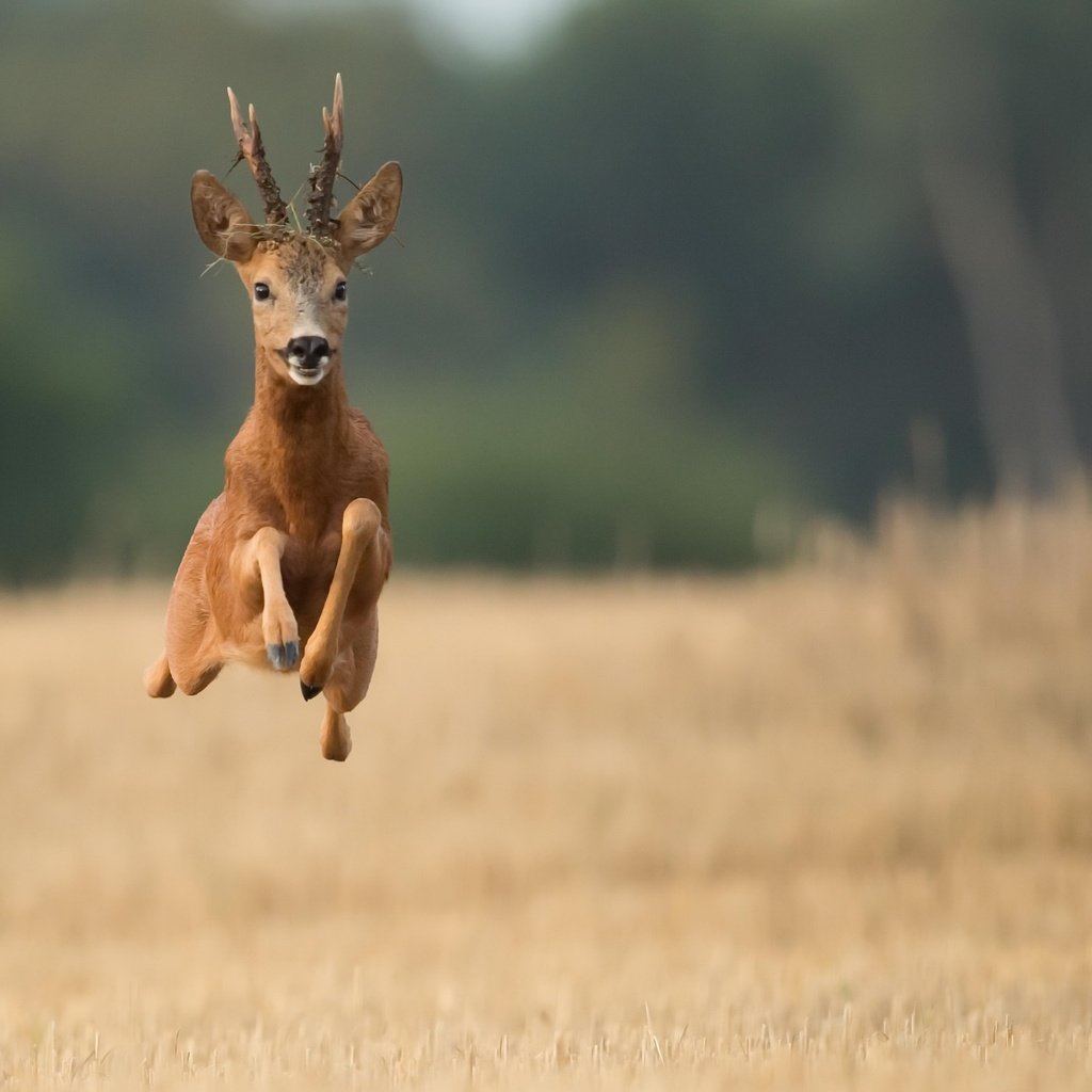 Обои олень, полет, поле, рога, бег, deer, flight, field, horns, running разрешение 2048x1294 Загрузить