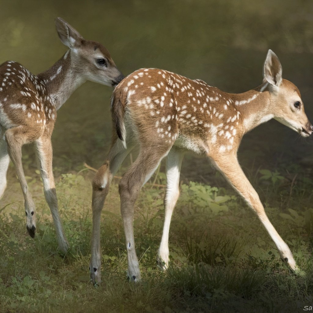 Обои олень, шерсть, малыши, олени, олененок, оленята, пятнистый олень, deer, wool, kids, fawn, fawns разрешение 2048x1365 Загрузить