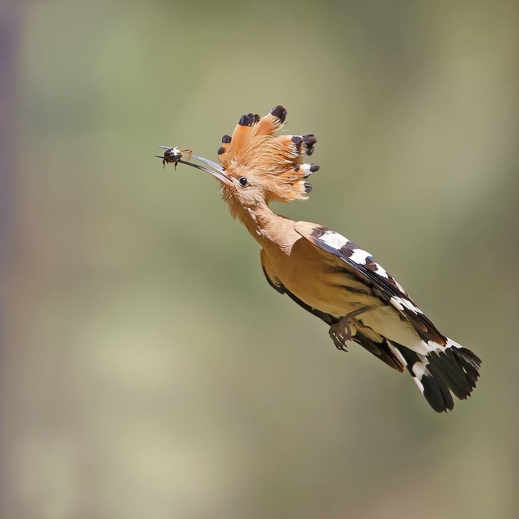 Обои полет, птица, клюв, перья, удод, flight, bird, beak, feathers, hoopoe разрешение 2500x1824 Загрузить