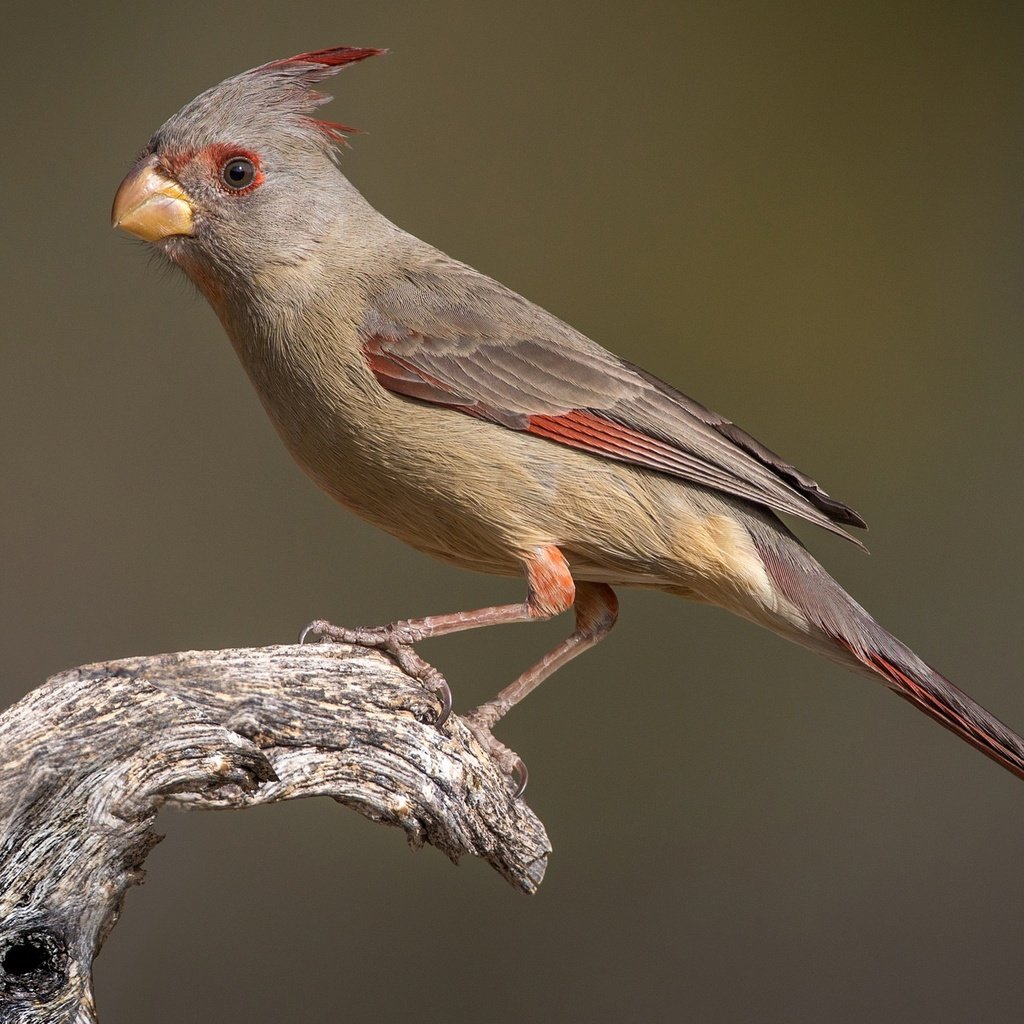 Обои птица, клюв, хвост, кардинал, самка, попугайный кардинал, bird, beak, tail, cardinal, female, parrot cardinal разрешение 2048x1283 Загрузить