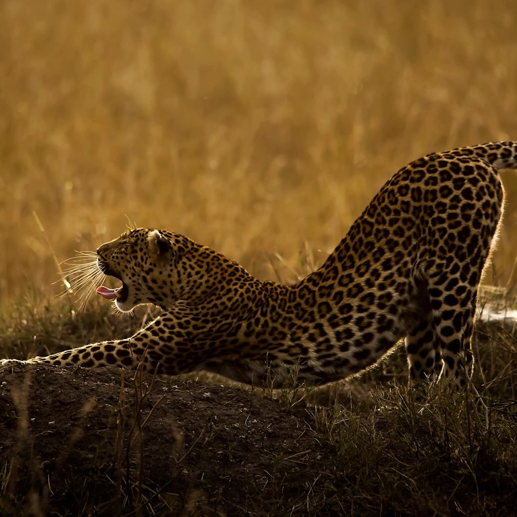 Обои трава, природа, леопард, хищник, животное, язык, пасть, дикая кошка, grass, nature, leopard, predator, animal, language, mouth, wild cat разрешение 2048x1336 Загрузить