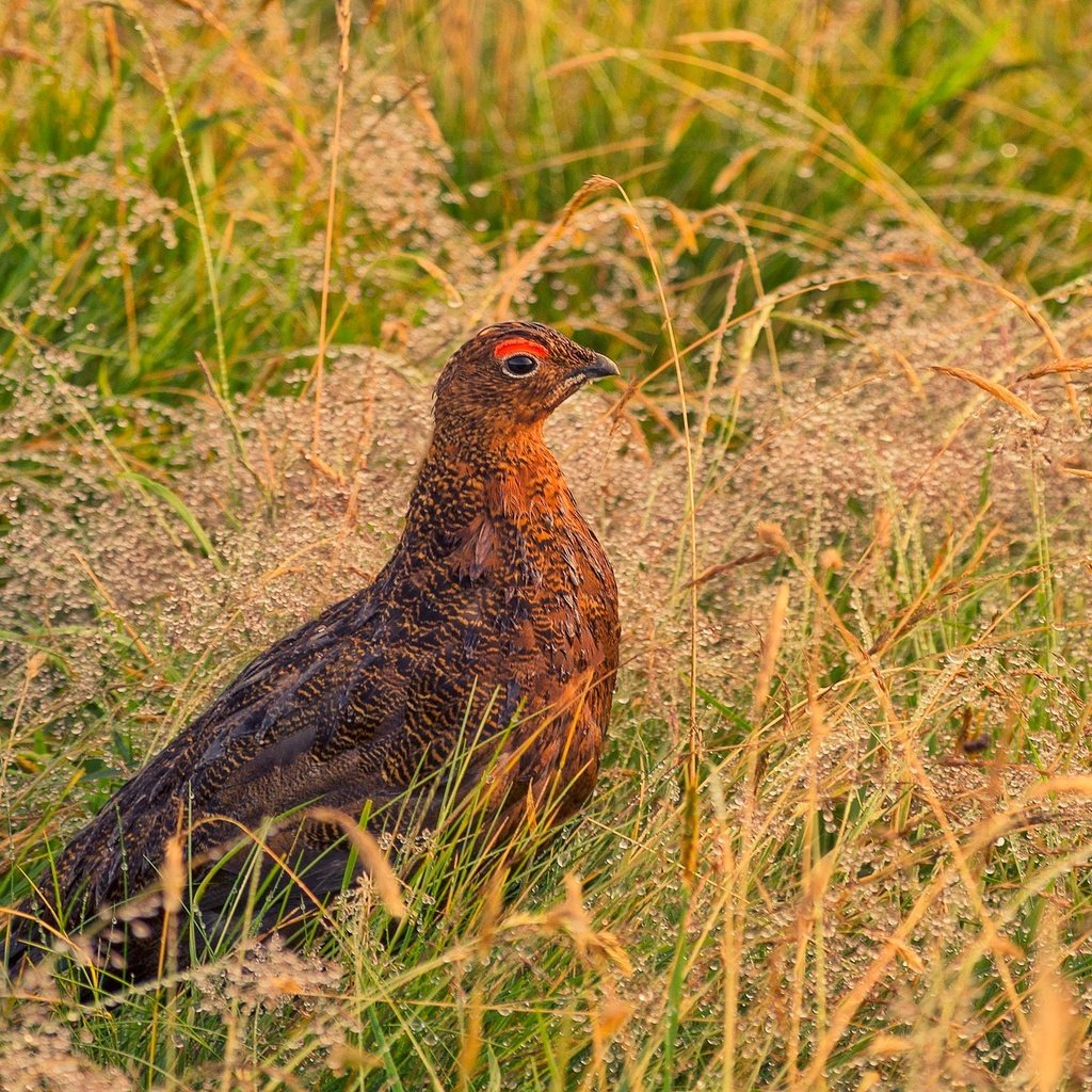 Обои трава, природа, птица, клюв, перья, куропатка, кожаная куртка, grass, nature, bird, beak, feathers, partridge, leather jacket разрешение 2048x1276 Загрузить