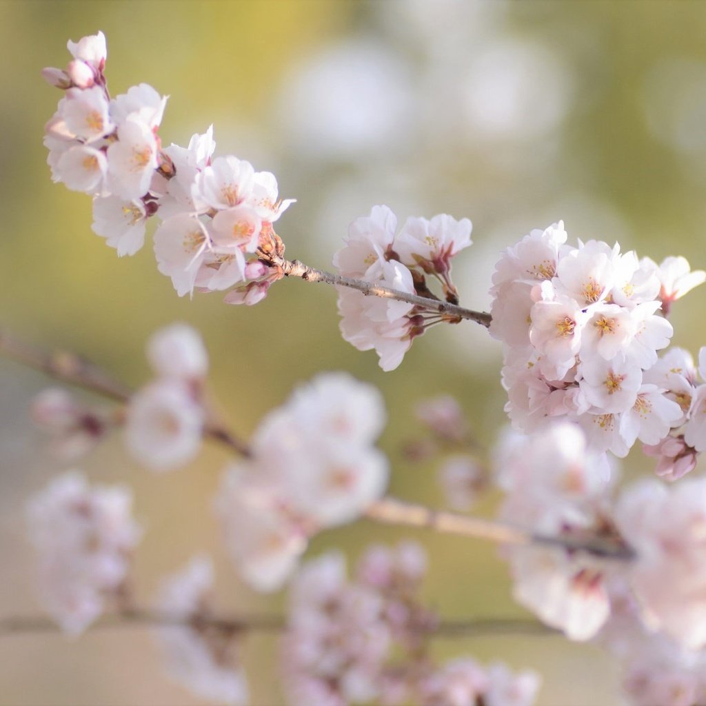 Обои цветение, ветки, размытость, весна, сакура, flowering, branches, blur, spring, sakura разрешение 2048x1356 Загрузить