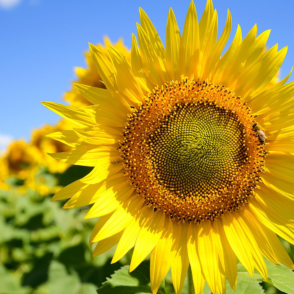 Обои небо, цветы, листья, лепестки, подсолнухи, the sky, flowers, leaves, petals, sunflowers разрешение 1920x1200 Загрузить