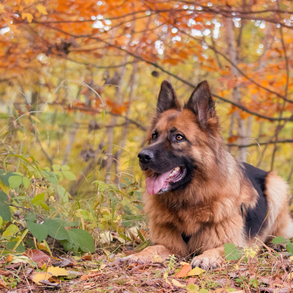 Обои осень, собака, немецкая овчарка, j.wiselka, autumn, dog, german shepherd разрешение 3840x2400 Загрузить